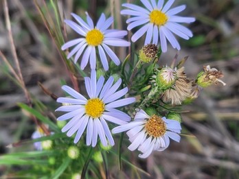 Ionactis linariifolia