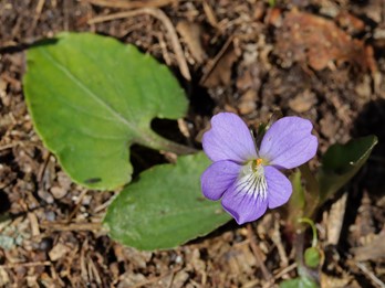 Viola emarginata