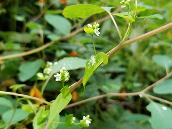 Woody & Herbaceous Vines - Flora of Pennsylvania