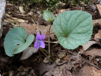 Viola hirsutula