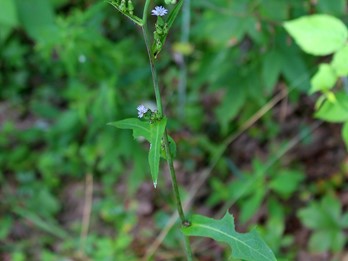 Lactuca biennis