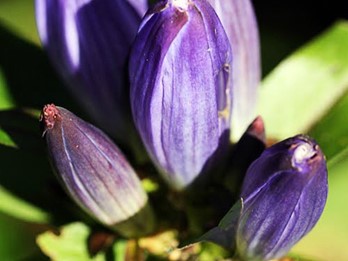 Gentiana andrewsii