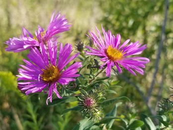 Symphyotrichum novae-angliae