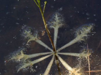 Utricularia inflata