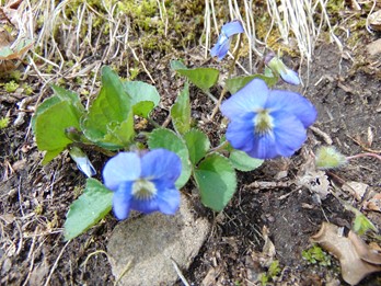 Viola affinis