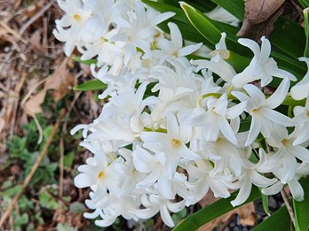 Hyacinthus orientalis