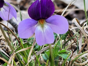 Common Native PA plants - Flora of Pennsylvania