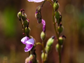 Drosera filiformis