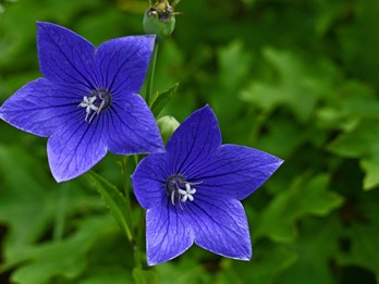 Platycodon grandiflorus