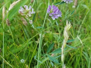 Medicago sativa