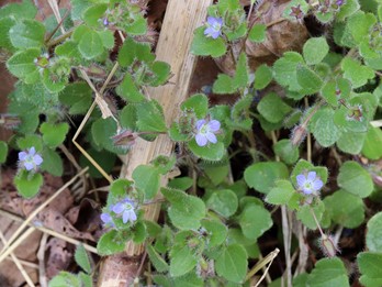 Veronica hederifolia