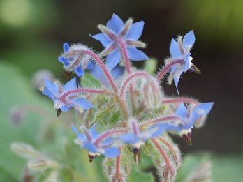 Borago officinalis