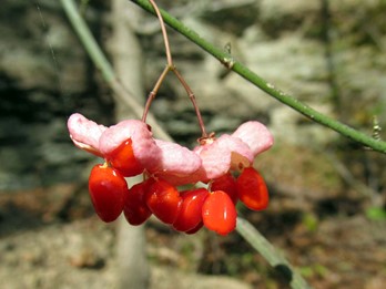 Euonymus atropurpureus