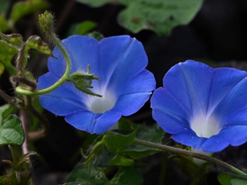 Ipomoea hederacea