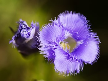 Gentianopsis crinita