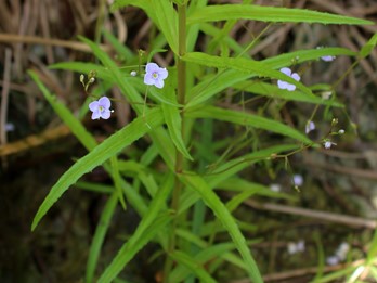 Veronica scutellata