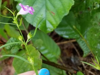 Agalinis paupercula