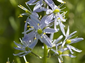 Camassia scilloides