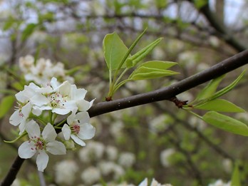 Invasive PA plants - Flora of Pennsylvania