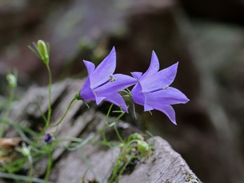 Campanula rotundifolia