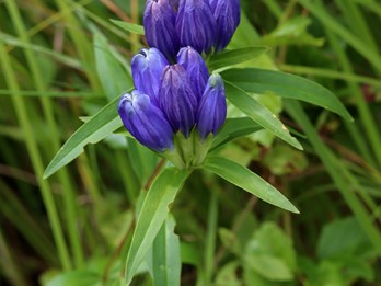 Gentiana linearis