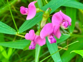 Lathyrus sylvestris