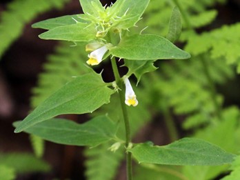 Melampyrum lineare