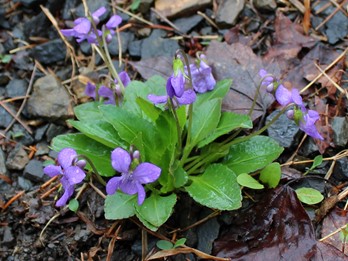 Viola sagittata