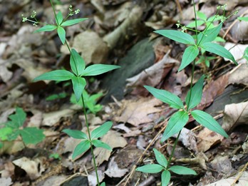 Galium lanceolatum