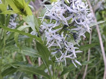 Amsonia tabernaemontana