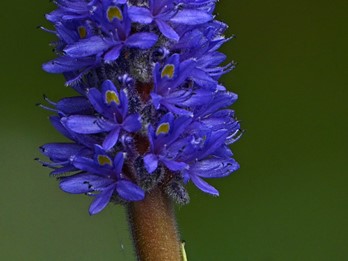 Pontederia cordata