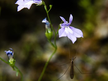 Lobelia kalmii