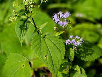 Conoclinium coelestinum