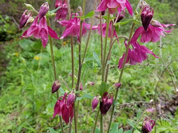 Aquilegia vulgaris