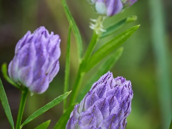 Polygala sanguinea