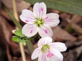 Common Native PA plants - Flora of Pennsylvania