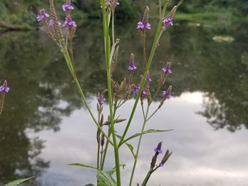 Verbena hastata