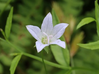 Campanula aparinoides