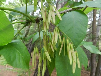 Fraxinus americana