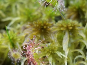 Drosera intermedia