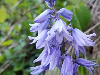 Hyacinthoides x variabilis