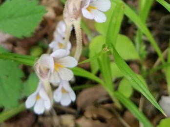 Aphyllon uniflorum