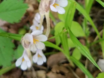 Orobanche uniflora