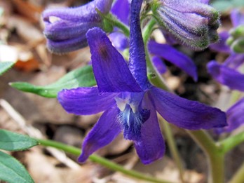 Delphinium tricorne