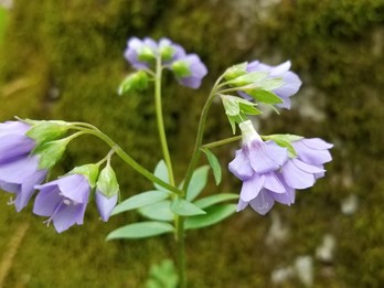 Polemonium reptans