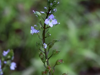 Veronica anagallis-aquatica