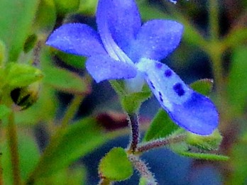 Trichostema dichotomum