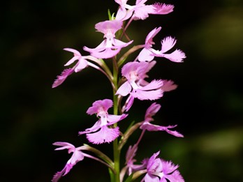 Platanthera grandiflora