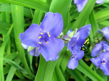 Tradescantia virginiana