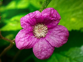 Rubus odoratus